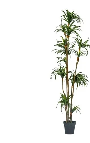 Dracaena Marginata - Dracaena de Simulação, Dracaena Marginata, Planta
