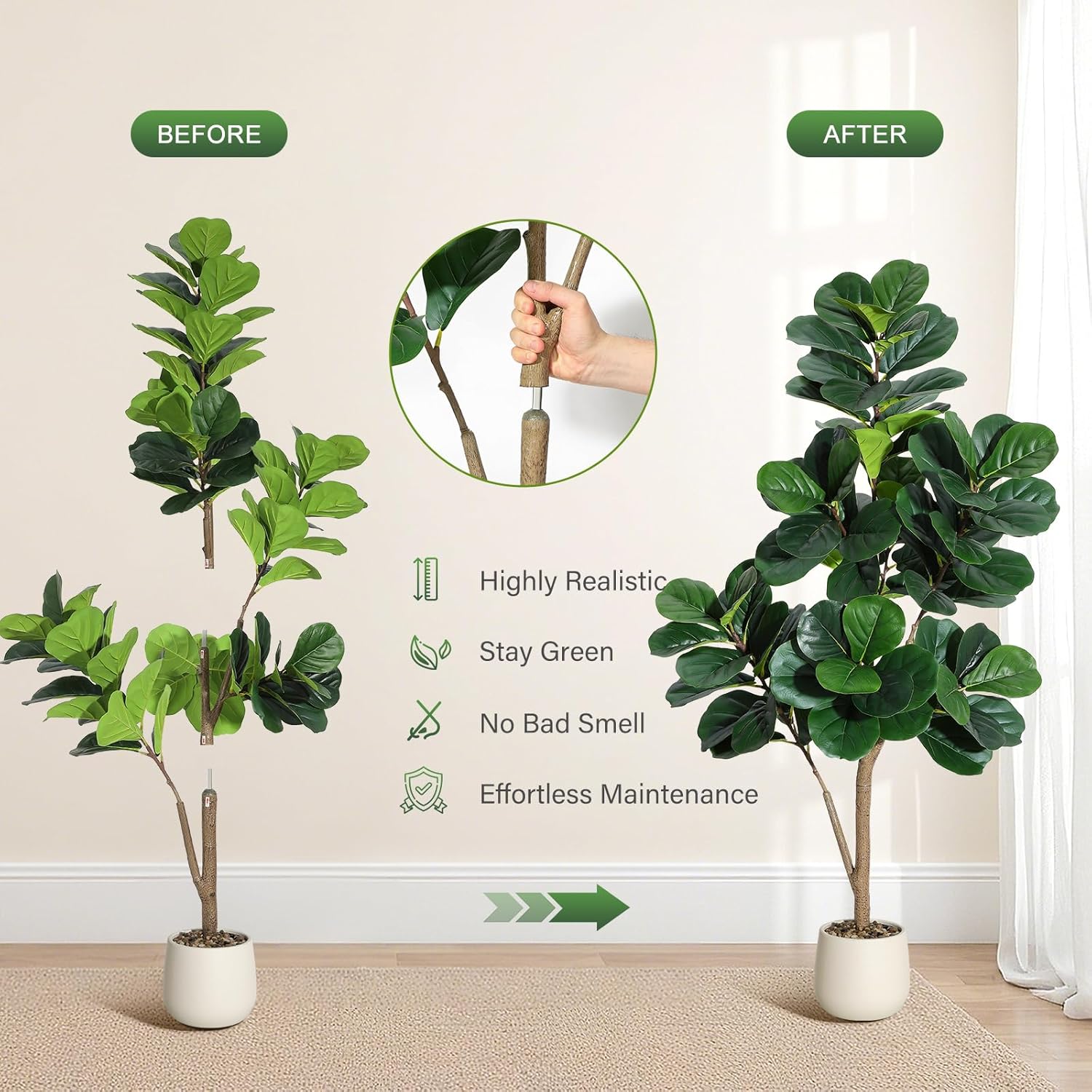4-7 pés folha de violino figo  - Ficus Lyrata Tree avaliação e preço